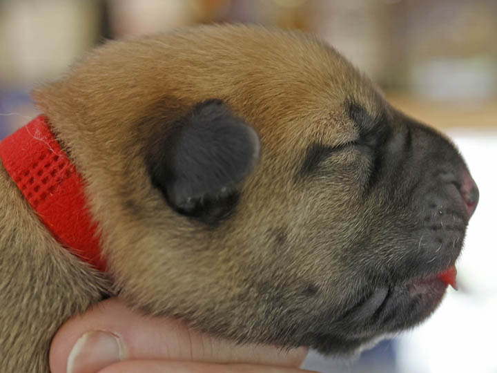 chinook puppy